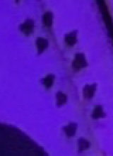 Guest_UrLocalStud