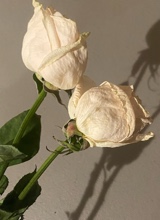 Guest_ii272724