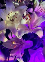 Guest_mauvelouscalifor4f09