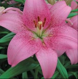 Guest_Lilly414964