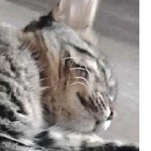 Guest_sergeantflamingoab4c