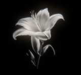 Guest_Brelle3