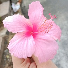 Guest_PrincesJasminy