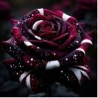 Guest_mya73481