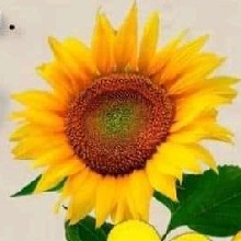 Guest_Gabrielamartins1234