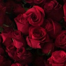 Guest_Nancy661720