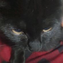 Guest_DetectiveMiau