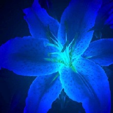 Guest_Merry384435