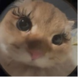 Guest_ashbackup9