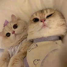 Guest_MollyOmalia3